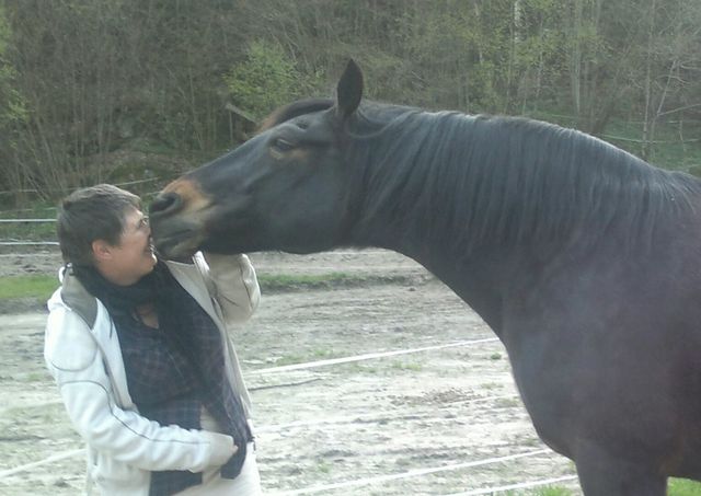 Tango, en hest jeg hadde på fôr en liten stund. 