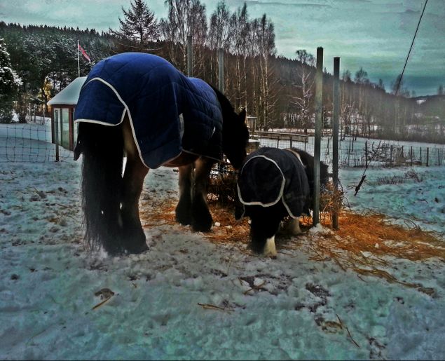 Det kan nok være godt med boblejakke for hestene også, når skyene henger såvidt over tretoppene og truer med mer snø i null grader. Blir hyggelige bilder av sånt vær, da!